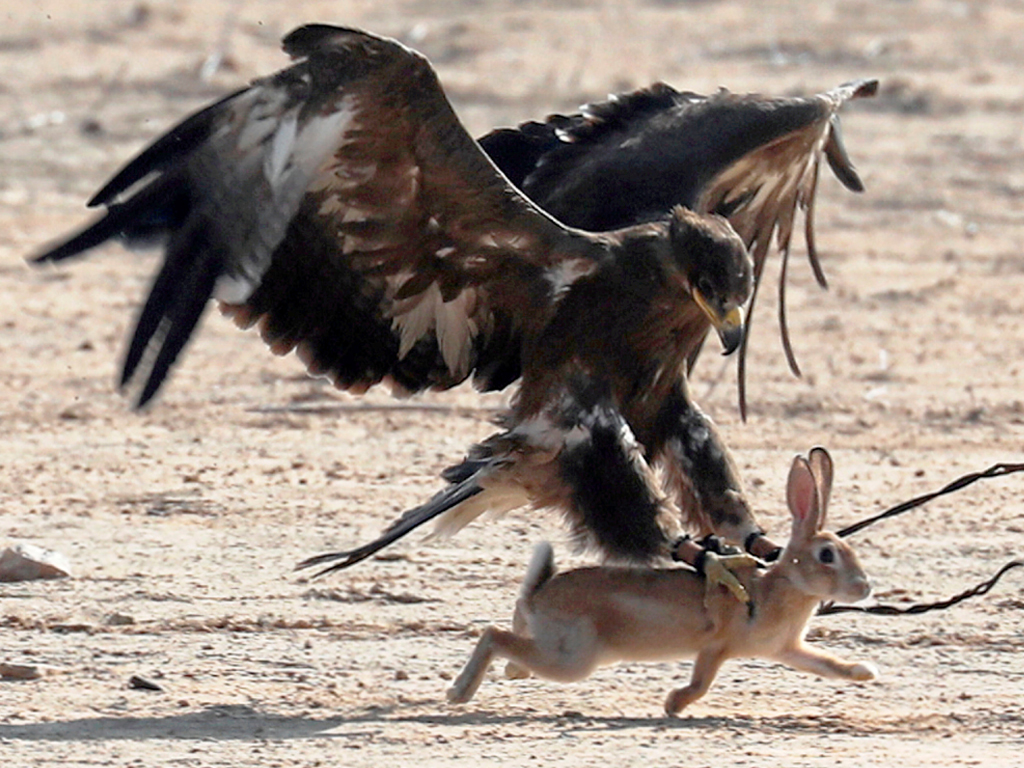 Falcon Hunting Hare Business Recorder Falcon Hunting Hare Business Recorder