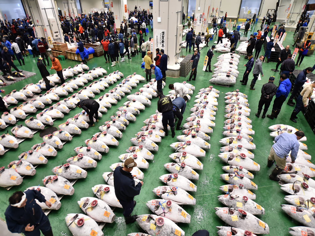 Tuna sells for record 3mn in auction at Tokyo's new fish market