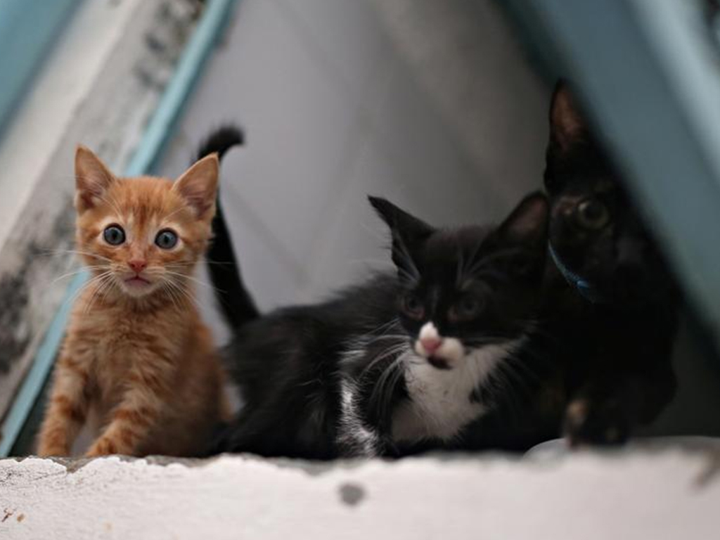 Your pet cat can catch COVID19 Study opens new debate on transmission