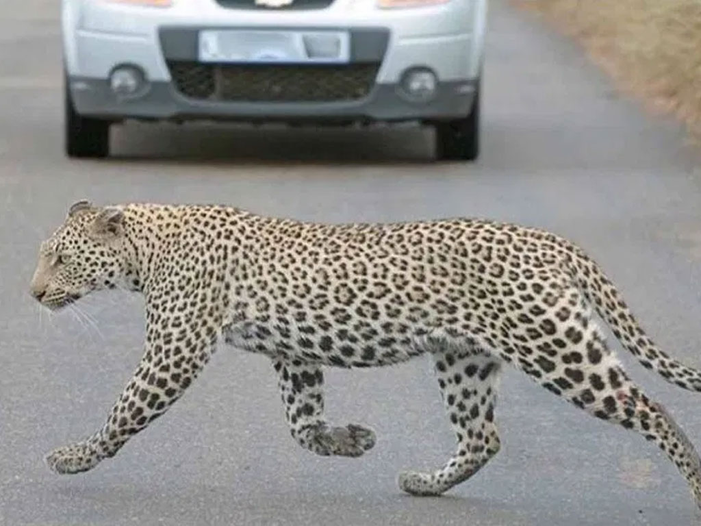 Leopards spotted in Islamabad's park as virus clears way - Pakistan
