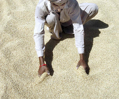 wheat crop 400