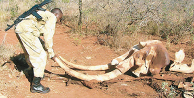 elephant-poaching
