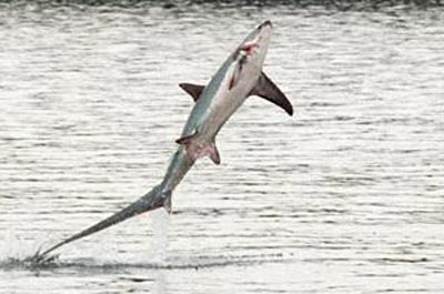 shark