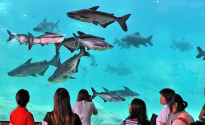 singapore-aquarium-publish