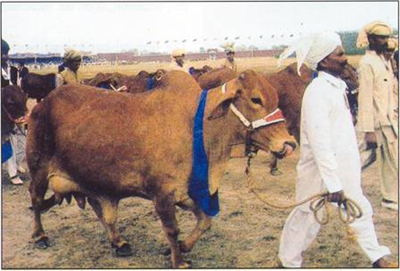 cattle-show