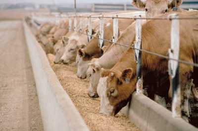 german-livestock