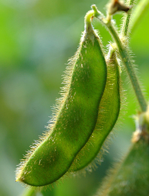 Soybean