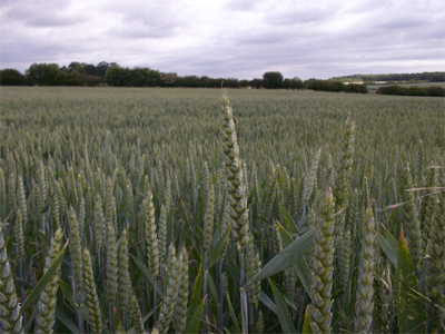 European_Wheat