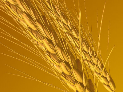 wheat