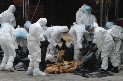bird-flu