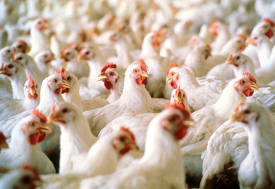 chickens_400