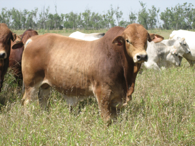 dairy_animal
