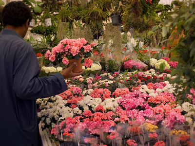 flowers_show