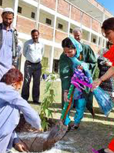 plantation