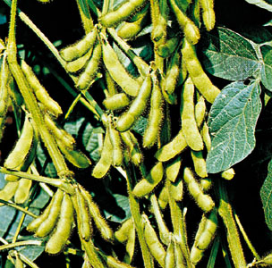 Soybean