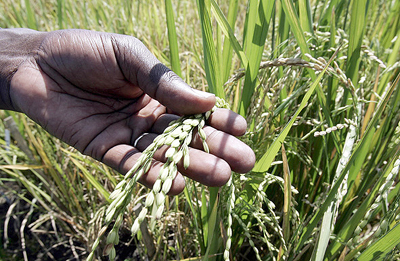agriculture