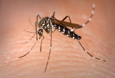dengue-mosquito
