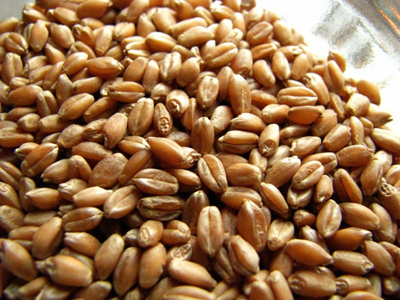 soft-wheat
