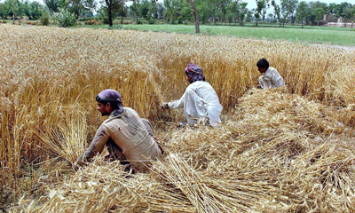 wheat