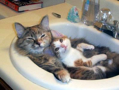 Cats