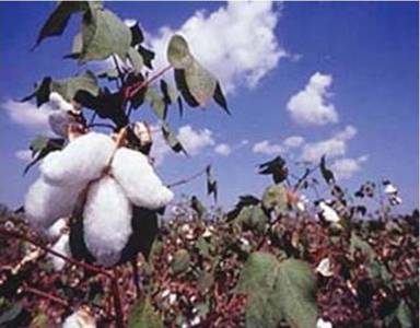 cotton copy