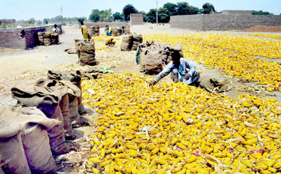 maize 400