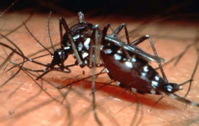dengue----