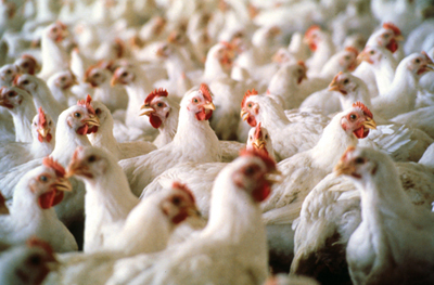 poultry-chicken