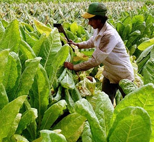 tobacco