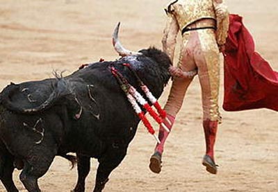 bull34