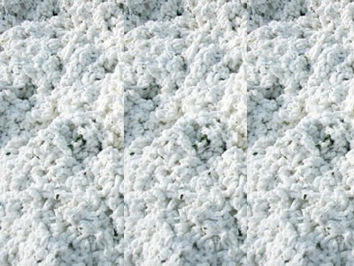 cotton0 400