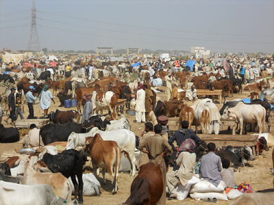 cow-mandi