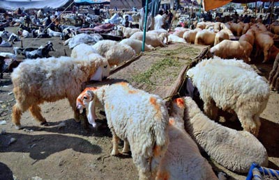 Cattle-mandi