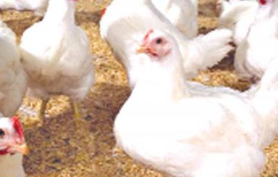 chickenq