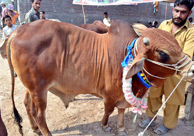 cow-mandi 400 copy