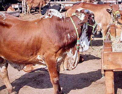 cow 400 copy