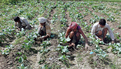 farmer cabbage 400
