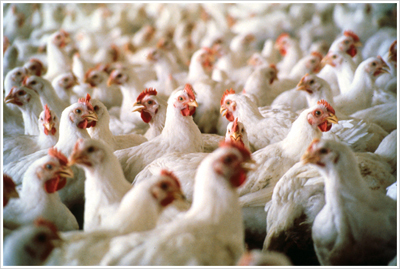 poultry-chicken