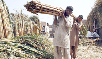 sugarcane 400