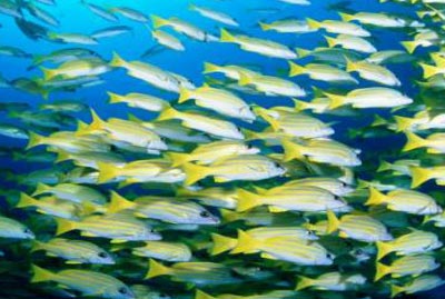 fishwer copy
