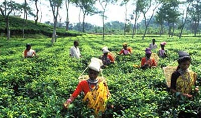 banglass