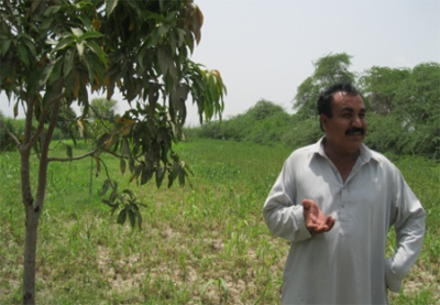 No water, fertilizer application as mango plants go into dormancy ...