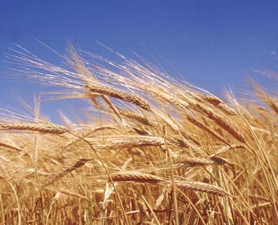 wheat