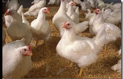 Chicken