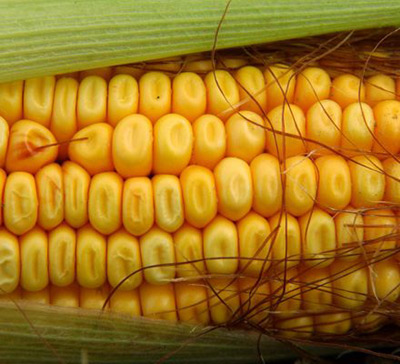 Corn