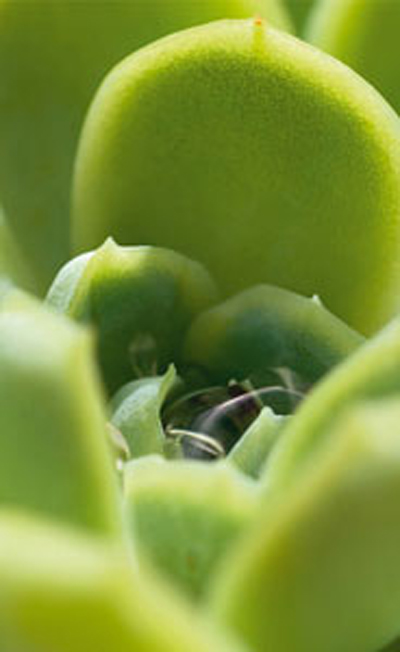 Naturex
