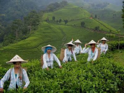 Plantations
