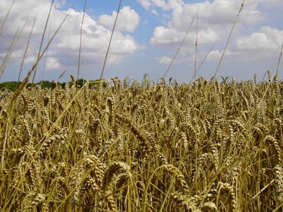 Wheat