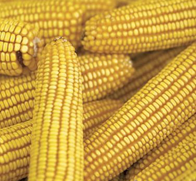 cornmarketnews