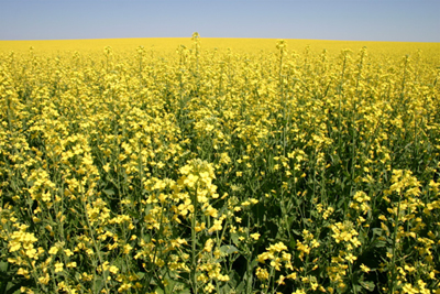 canola